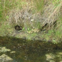 Marsh Frog